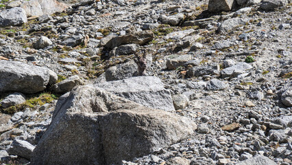 Gran Paradiso National Park, a park in northwestern Italy, was established in 1836 as a hunting zone.
