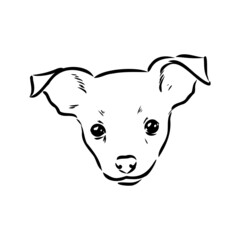 dog russian toy terrier hand drawn vector llustration realistic sketch