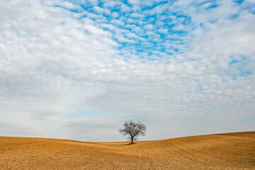 Fototapeta premium single tree in the field
