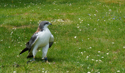 Greifvogel