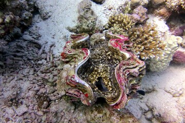 Gant clam shell in aquarium