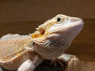 bearded dragon lizard