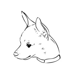 dog russian toy terrier hand drawn vector llustration realistic sketch