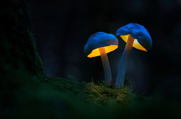mushrooms in the dark forest