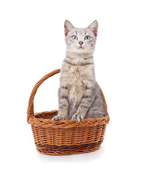 Fototapeta na wymiar Little gray kitten in the basket.