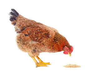 Brown chicken with grain.