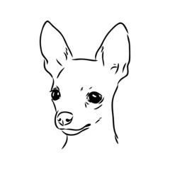 dog russian toy terrier hand drawn vector llustration realistic sketch