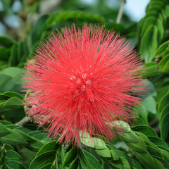 Red Powderpuff of Powder Puff Plants