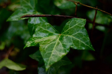rain drops on ivy 