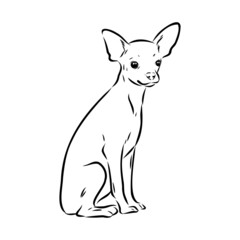 dog russian toy terrier hand drawn vector llustration realistic sketch