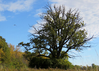 Old dry tree in the farmers field