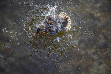 A duck having a bath in a lake