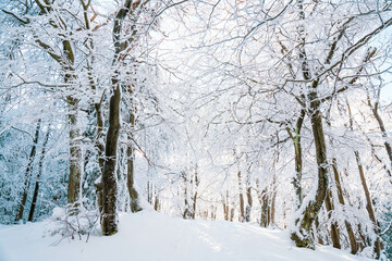 snow covered trees