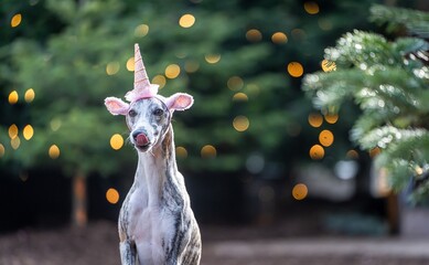Symbolfoto Windhund / Whippet Hündin mit Einhorn vor weihnachtlicher Kulisse