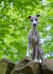 Windhund - Portrait einer hübschen Whippet Hündin