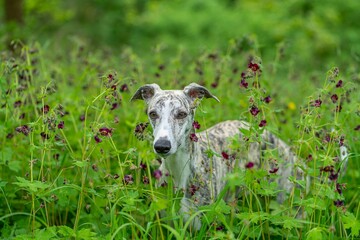Windhund - Portrait einer hübschen Whippet Hündin