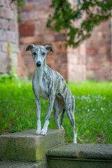 Windhund - Portrait einer hübschen Whippet Hündin