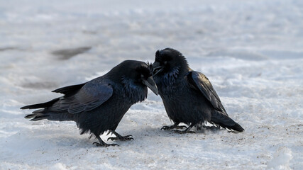 Raven Love