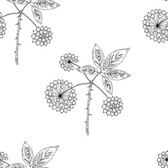 Medicinal plant, eleutherococcus. Vector illustration. Seamless pattern