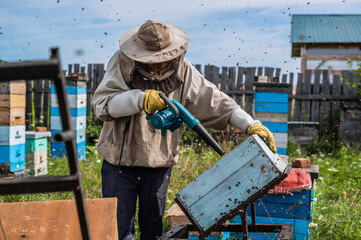 A beekeeper is using a blower, blowing air inside the hive full of working bumble bees to take out honeycomb and extract honey.