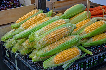 Fresh raw cob corn on market