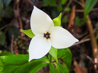 White trillium (trillium erectum) in the Smoky Mountains