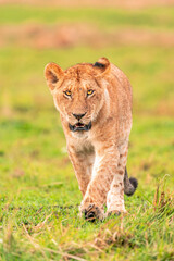 lion cub in the grass