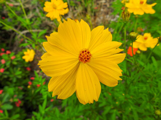 Yellow cosmos at a botanical garden in Florida