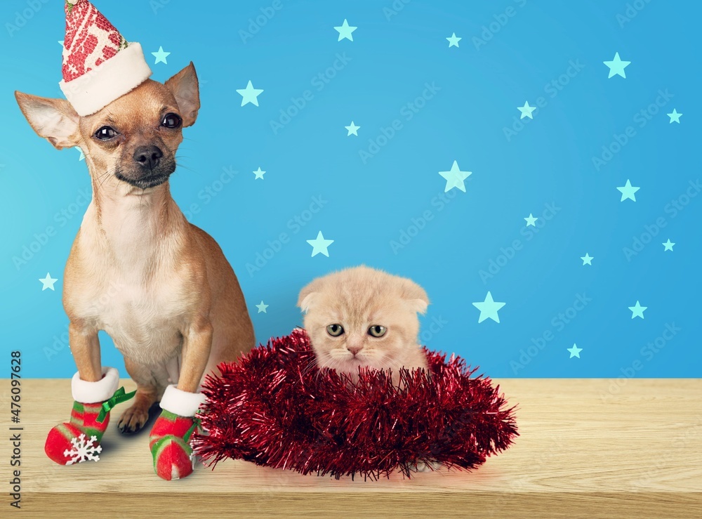 Poster Adorable domestic dog in Santa hat and cat indoors