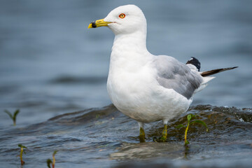 Ring-billed gull resting along the shores of the St. Lawrence River.