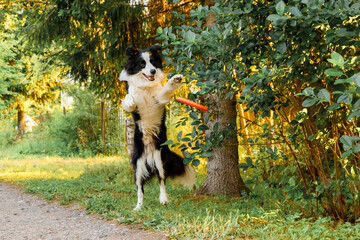Outdoor portrait of cute funny puppy dog border collie catching toy in air. Dog playing with flying...