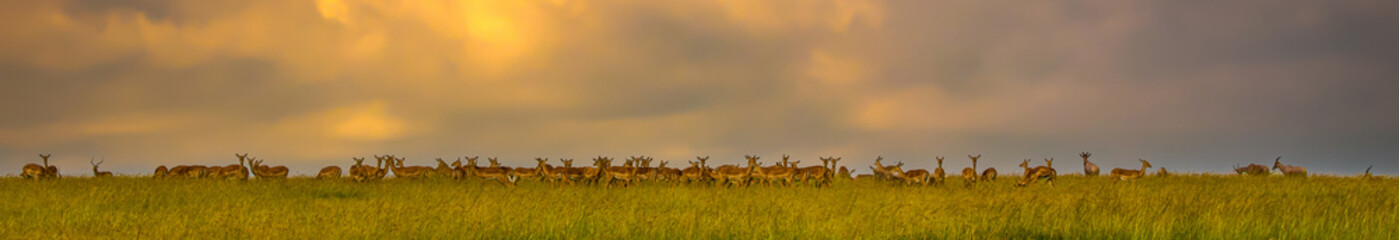 A panorama image of a herd of impala antelope on the savannah in the Maasai Mara preserve in Kenya Africa