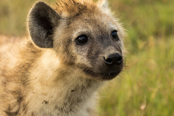 Portrait of a hyena on the savannah of the Maasai Mara conservancy in Kenya Africa