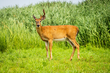 Naklejka na ściany i meble White-tailed Deer grazing green grass on an island of the St. Lawrence River.