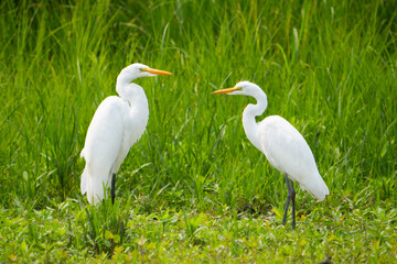 Great egret duo resting in a marsh along the St. Lawrence River in Canada