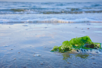 Green algae, seashore