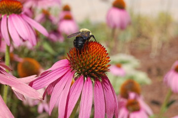 Bee on echinacea