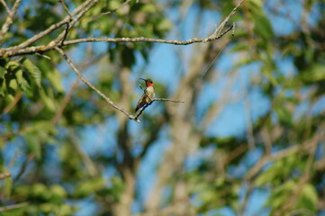 Ruby-throated Hummingbird with blurred background