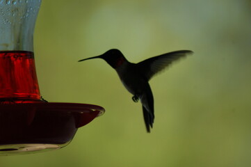 Sneaking up on a hummingbird