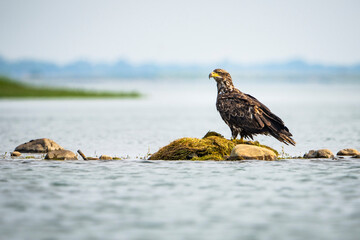 Juvenile Bald Eagle resting on the shore of the St. Lawrence River in Canada