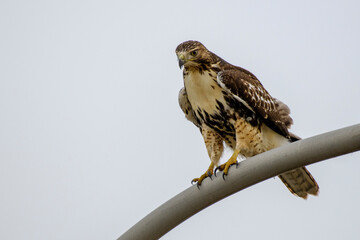Red-tailed Hawk on Light Post