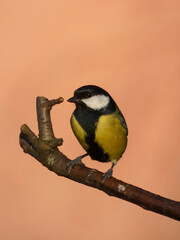 Great tit (Parus major) perched on the tree branch, Gdansk, Poland
