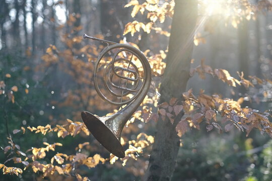 Ein Waldhorn an einem Baum mit hell braune Blätter, in Wald, von Sonnenstrahlen umgeben.