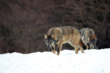 The gray wolf or gray wolf (Canis lupus) emerges from the forest in heavy snowfall. A large Carpathian wolves rises on a meadow. European wolf in winter.