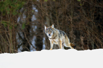 Obraz premium The grey wolf or gray wolf (Canis lupus) emerges from the forest in heavy snowfall. A large Carpathian wolf rises on a meadow. European wolf in winter.