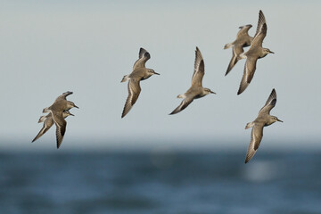 Red knot (Calidris canutus)