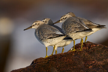 Red knot (Calidris canutus)
