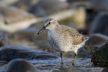Red knot (Calidris canutus)