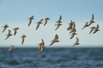 Red knot (Calidris canutus)