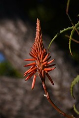 Aloe flowers. Xanthorrhoeaceae perennial succulent plants. The flowering season is from December to February and is ornamental, medicinal and edible. 